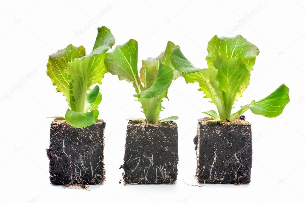 Lettuce seedlings isolated