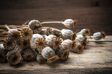 kurutulmuş haşhaş bitkileri