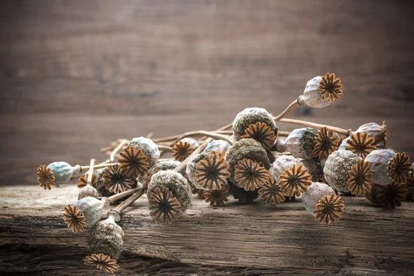 Tørkede valmueplanter – stockfoto