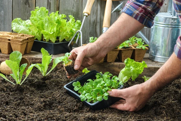 Agricultor plantando plántulas jóvenes —  Fotos de Stock