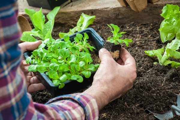 Agricultor plantando plántulas jóvenes —  Fotos de Stock