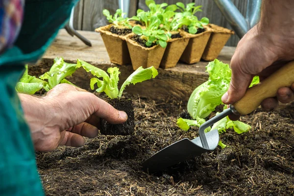 若い実生植物を植える農民 — ストック写真