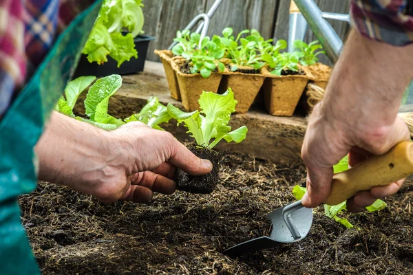 若い実生植物を植える農民 — ストック写真