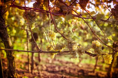 Gün batımında üzüm bağları