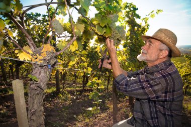 Man working in a vineyard clipart