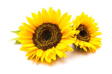 girasoles sobre el fondo blanco