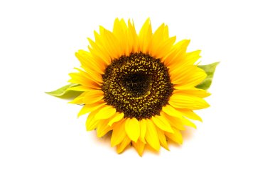 Sunflowers on the white background clipart