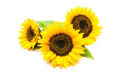 Sunflowers on the white background clipart