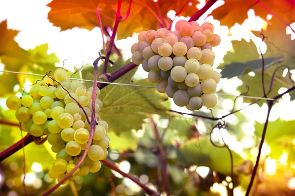 Vineyards at sunset — Stok fotoğraf