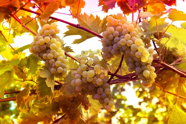 Vineyards at sunset — Stok fotoğraf