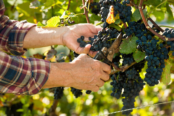 Man working in a vineyard