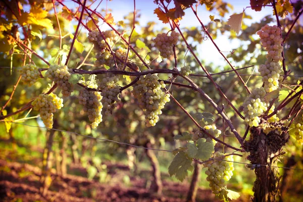 Vineyards at sunset — Stok fotoğraf