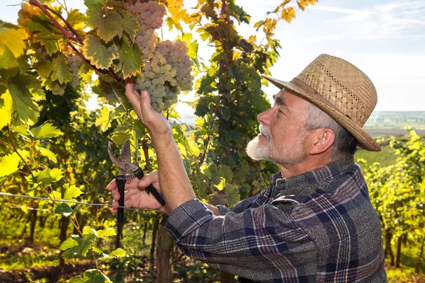 Homme travaillant dans un vignoble — Photo