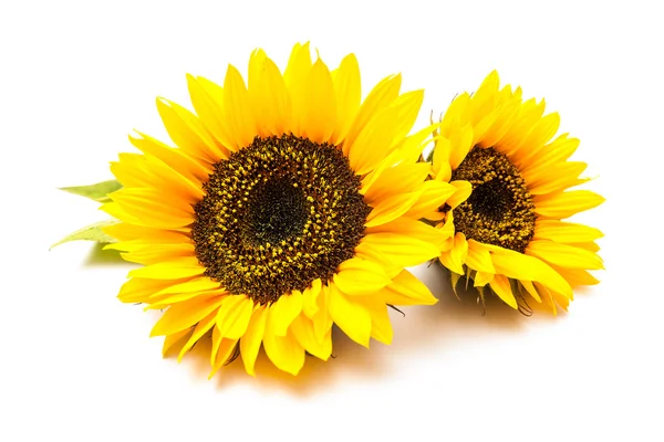 Sunflowers on the white background — Stock Photo, Image