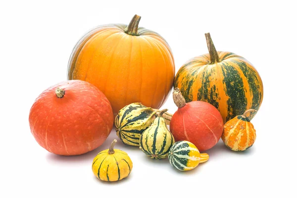 Pumpkins isolated on a white background — Stock Photo, Image