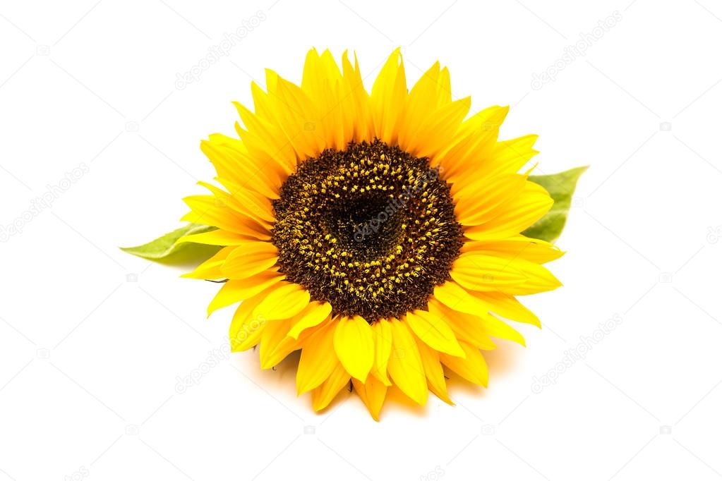 Sunflowers on the white background