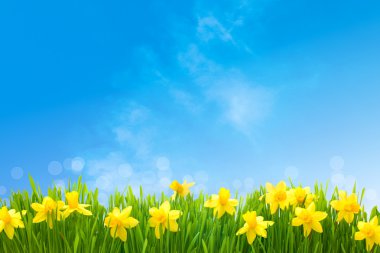 Daffodils against blue sky clipart