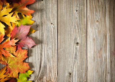 renkli yaprakları ile sonbahar arka plan