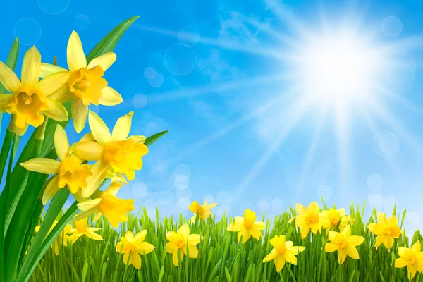Daffodils against blue sky — Stock Photo, Image