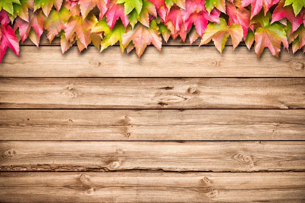 Autumn background with colored leaves — Stock Photo, Image