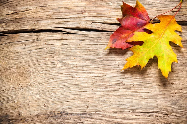 Herfst achtergrond met gekleurde bladeren — Stockfoto