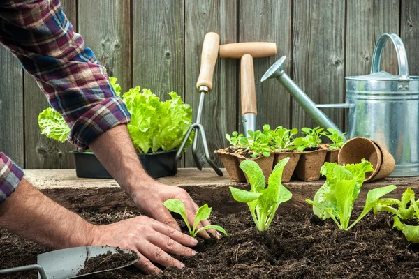 Farmer planting young seedlings — Stock Photo, Image