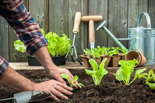 Farmer planting young seedlings