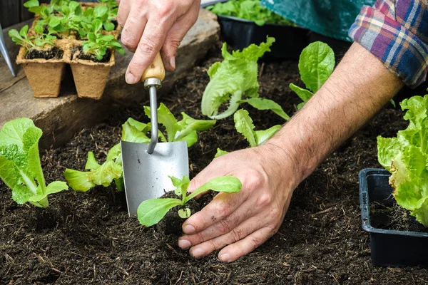Farmer planting young seedlings — Stock Photo, Image