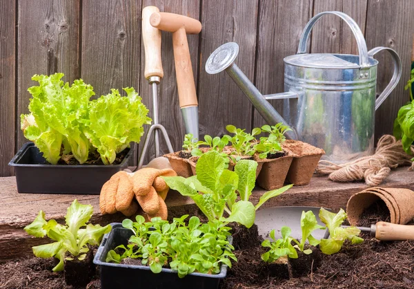 Gartenarbeit — Stockfoto