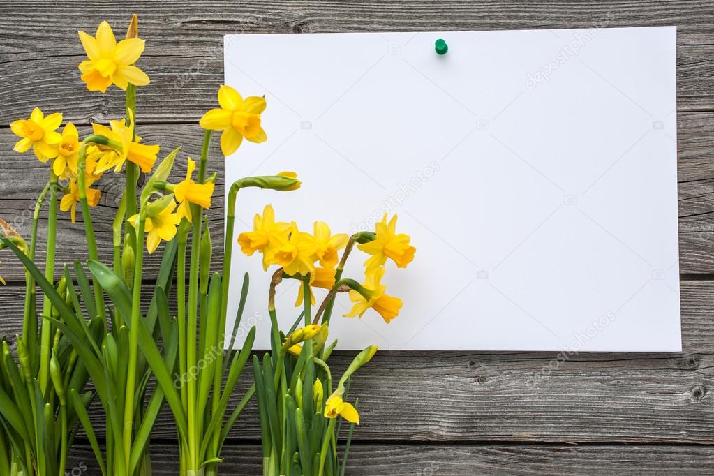 Message and spring daffodils