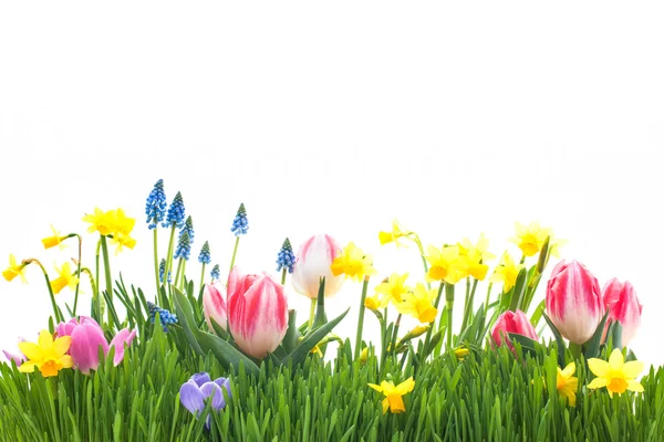 Fleurs printanières dans l'herbe verte — Photo