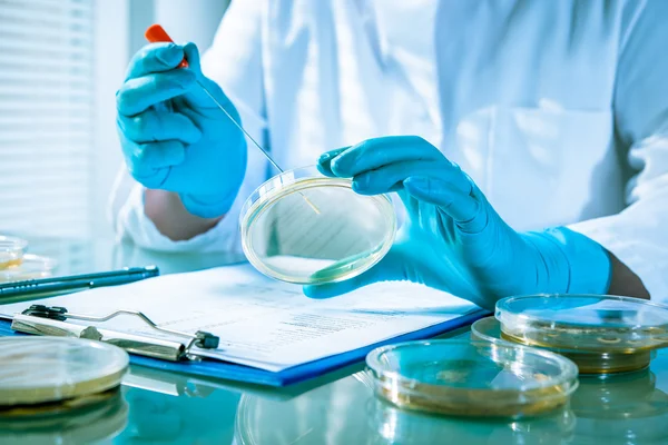 Agar plate with growing germs — Stock Photo, Image