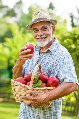Bahçıvan olgun elma sepeti tutan