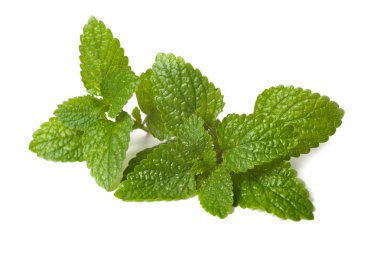 melissa, taze yaprak yeşil