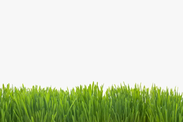 Green grass — Stock Photo, Image