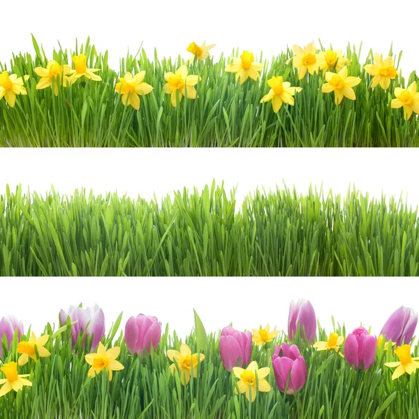 Zelená tráva a jarní květiny — Stock fotografie