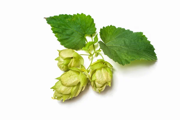 Hop plant — Stockfoto