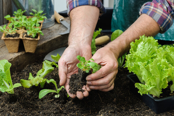 Farmer planting young seedlings