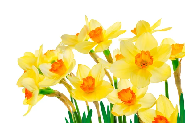 Yellow daffodils — Stock Image Yellow daffodils Stock Photo