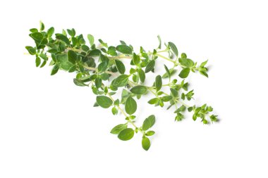 Beyaz arkaplanda kekik otu