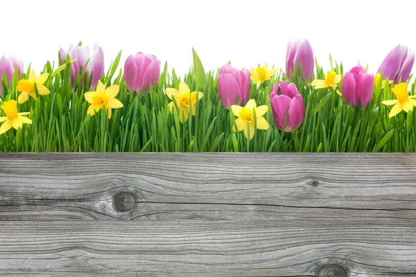 Tulipas primavera e flores narcisos — Fotografia de Stock