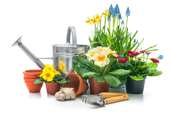 Spring flowers with gardening tools