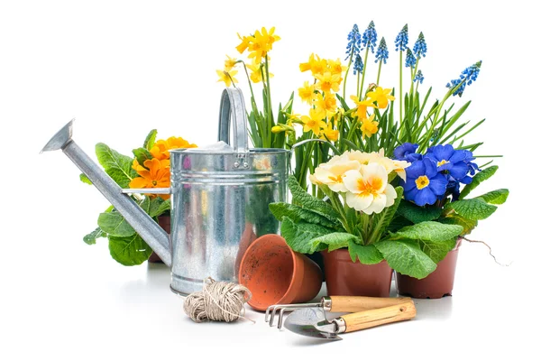 Voorjaarsbloemen met tuingereedschap — Stockfoto