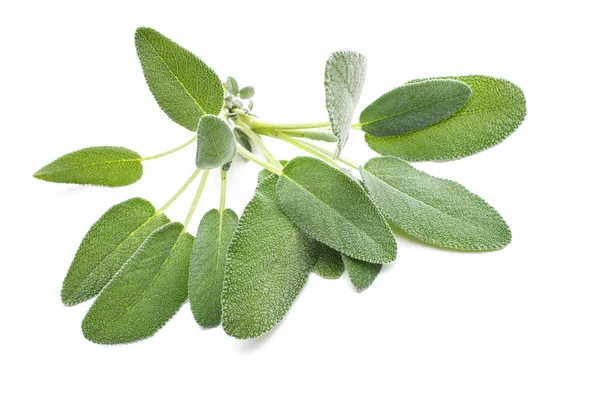 Sage leaves isolated on white — Stock Photo, Image