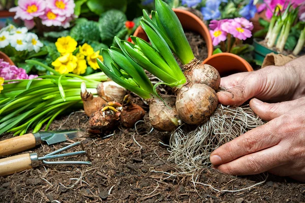 Jardinería — Foto de Stock