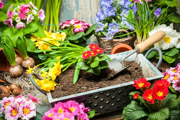 Giardinaggio — Foto Stock