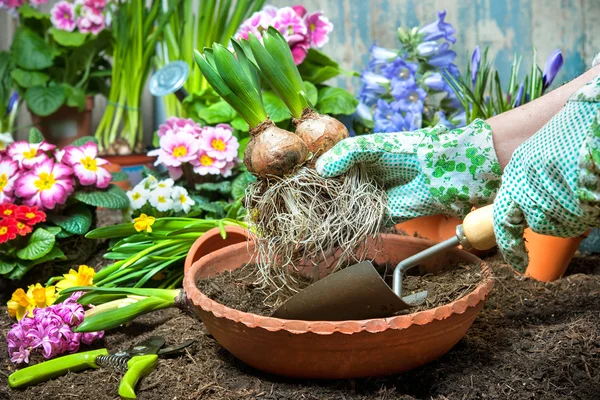 Gartenarbeit — Stockfoto