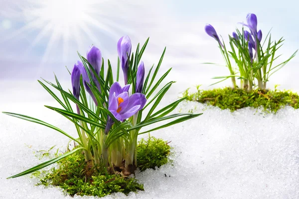 Krokusblüten — Stockfoto