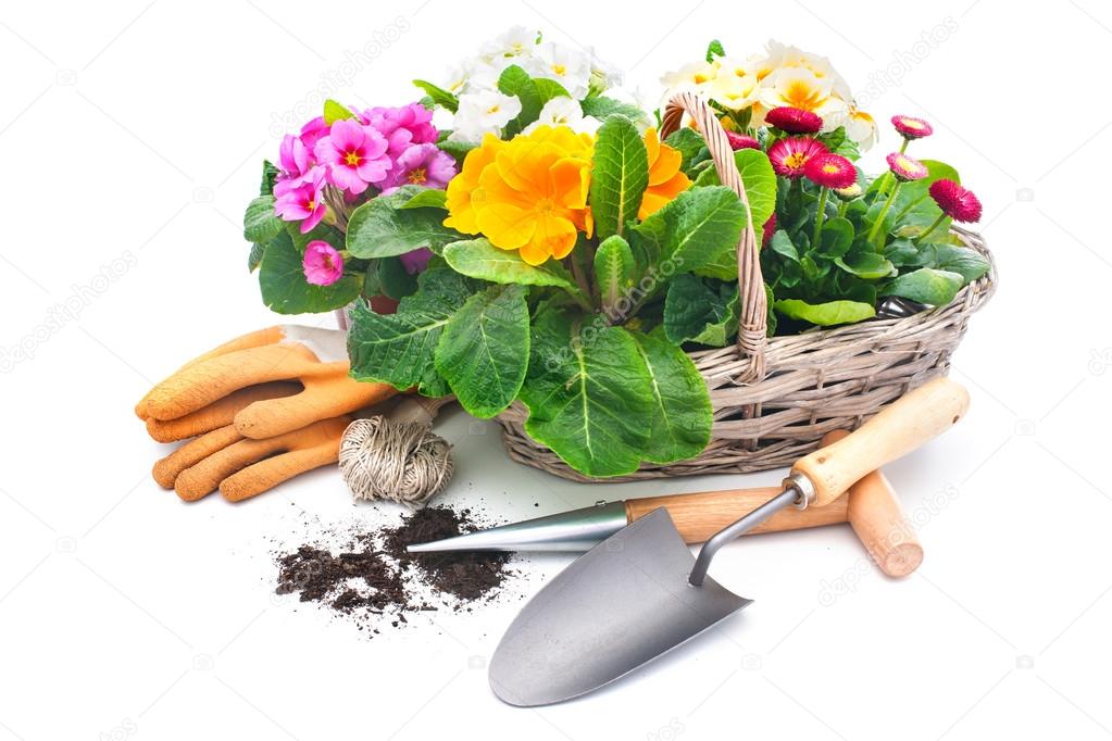 Spring flowers with gardening tools