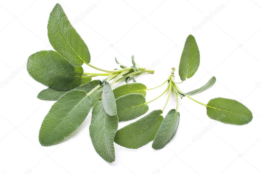 Sage leaves isolated on white